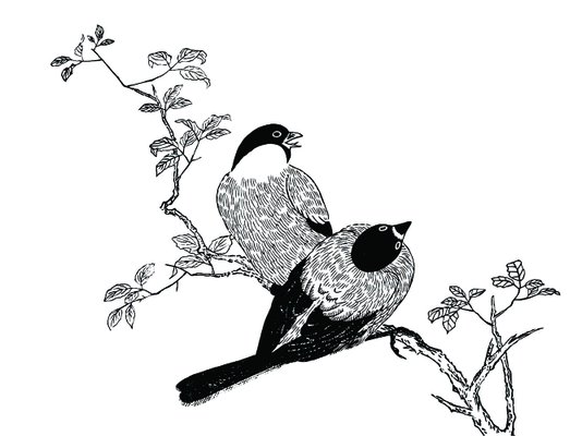 Placa Decorativa Gravura de Pássaros