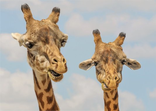 Placa Decorativa Girafas