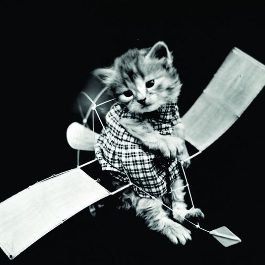 Placa Decorativa Gato Tentando Voar