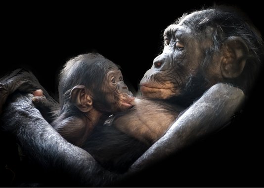 Placa Decorativa Chimpanzés