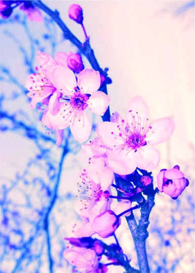 Placa Decorativa Flor de Cerejeira