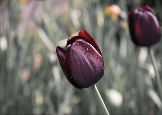 Placa Decorativa Tulipa Roxa