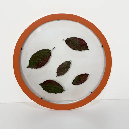 Moldura Redonda Sanduiche Colorida em MDF Laqueado com Duplo PS Transparente