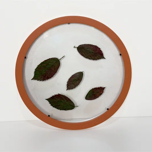 Moldura Redonda Sanduiche Colorida em MDF Laqueado com Duplo PS Transparente