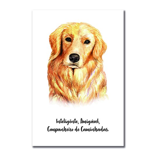 Placa Decorativa Cachorro Golden Retriever Características da Raça
