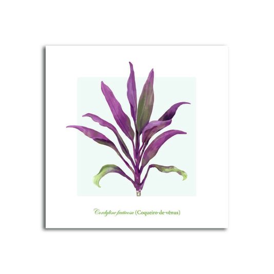 Placa Decorativa Cordyline Fruticosa (Coqueiro-de-vênus)