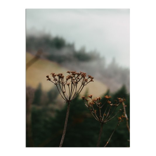 Placa Decorativa Natureza Minimalista Flores