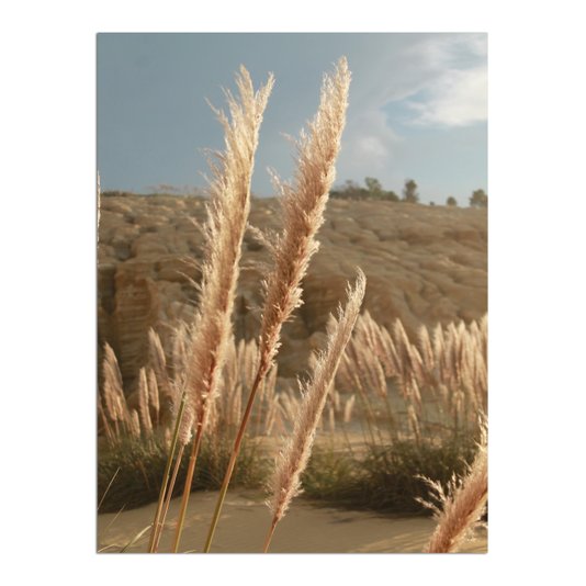 Placa Decorativa Natureza Minimalista Plantas Secas