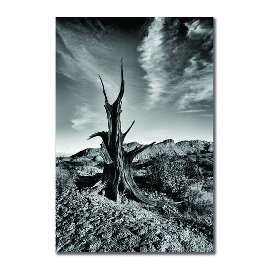 Placa Decorativa Preto e Branco Árvore Morta em Deserto
