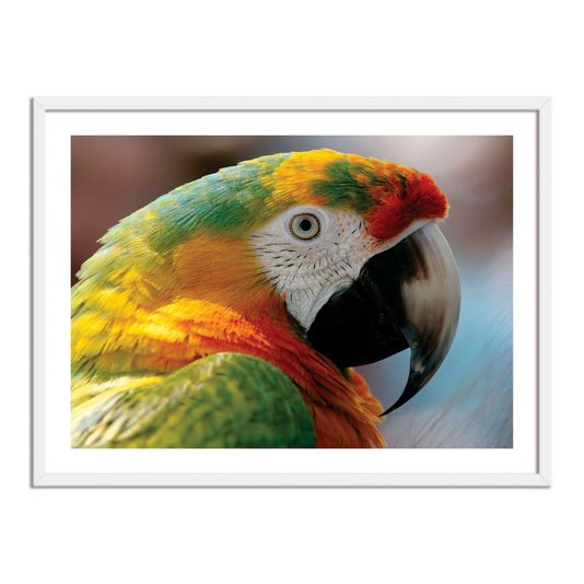 Quadro Decorarivo Arara