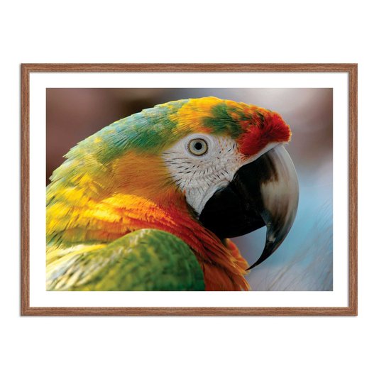 Quadro Decorarivo Arara
