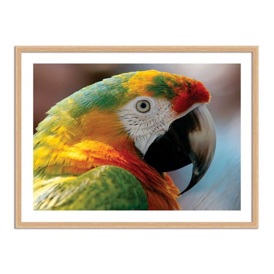Quadro Decorarivo Arara