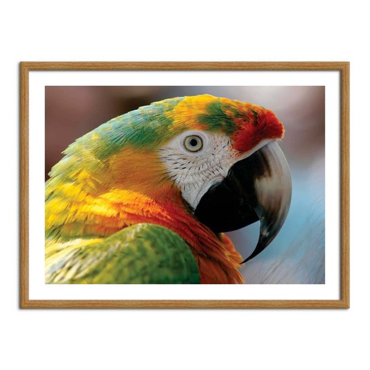 Quadro Decorarivo Arara