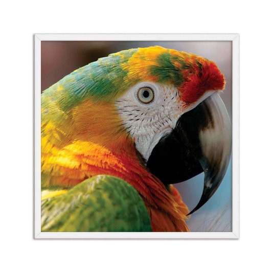 Quadro Decorativo Arara Colorida