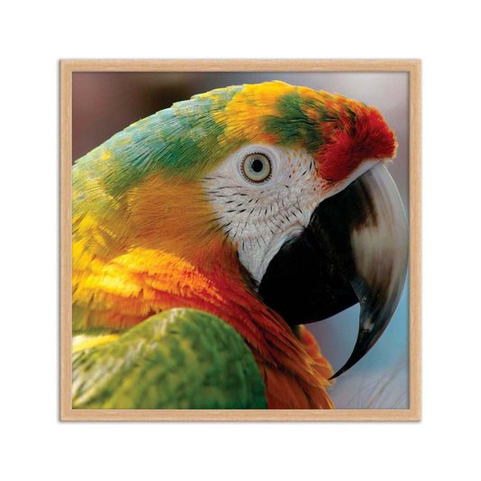Quadro Decorativo Arara Colorida