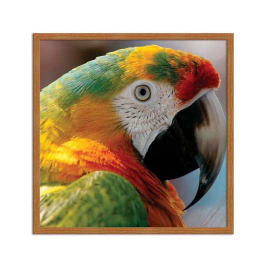 Quadro Decorativo Arara Colorida