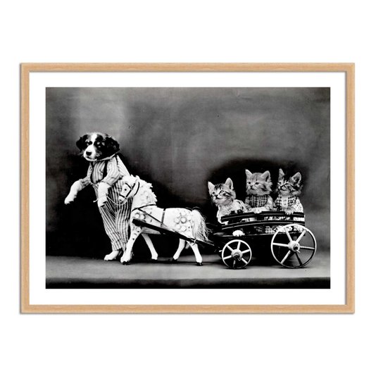 Quadro Decorativo Cão Carrocinha