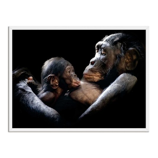 Quadro Decorativo Chimpanzés