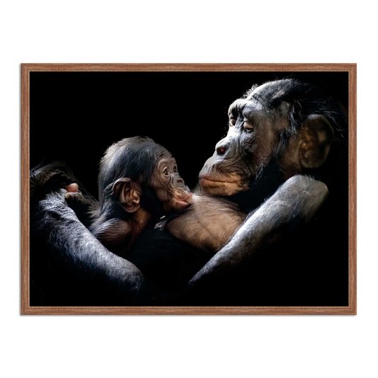 Quadro Decorativo Chimpanzés