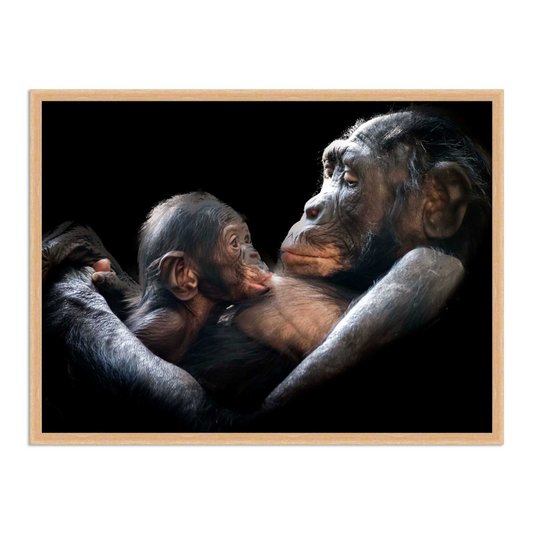 Quadro Decorativo Chimpanzés