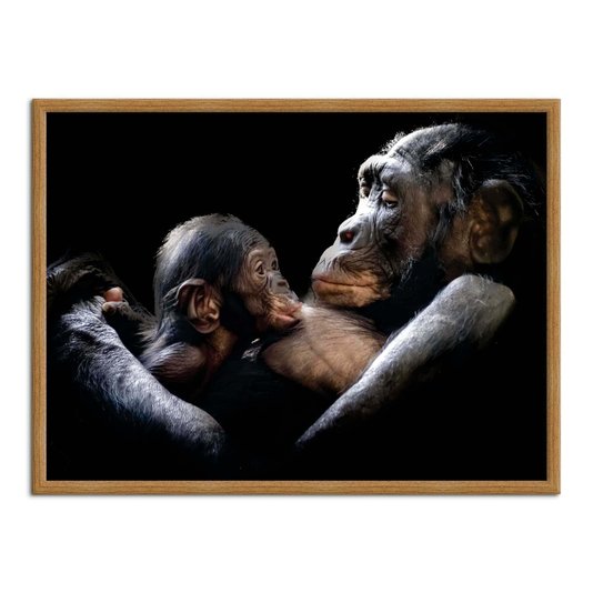 Quadro Decorativo Chimpanzés