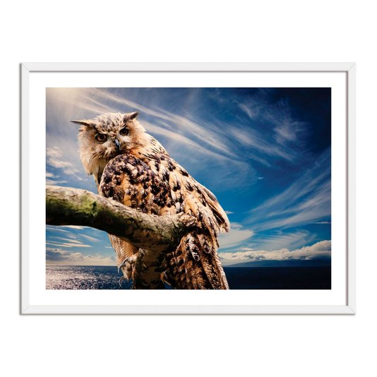 Quadro Decorativo Coruja