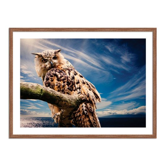 Quadro Decorativo Coruja
