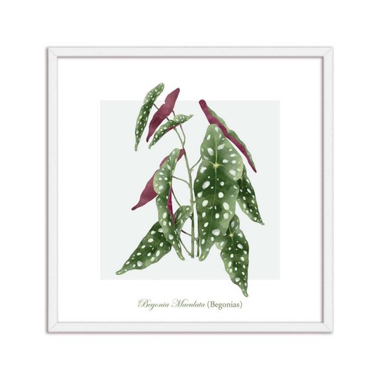 Quadro Decorativo de Folhagem Begonias