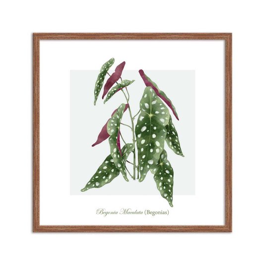 Quadro Decorativo de Folhagem Begonias