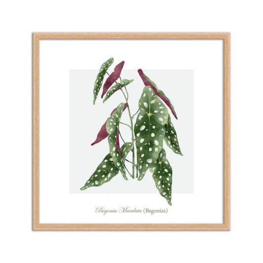 Quadro Decorativo de Folhagem Begonias