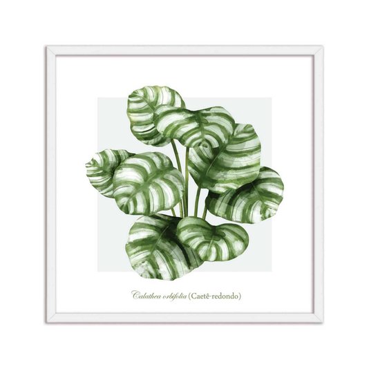 Quadro Decorativo de Folhagem Caetê-Redondo Q3169_1