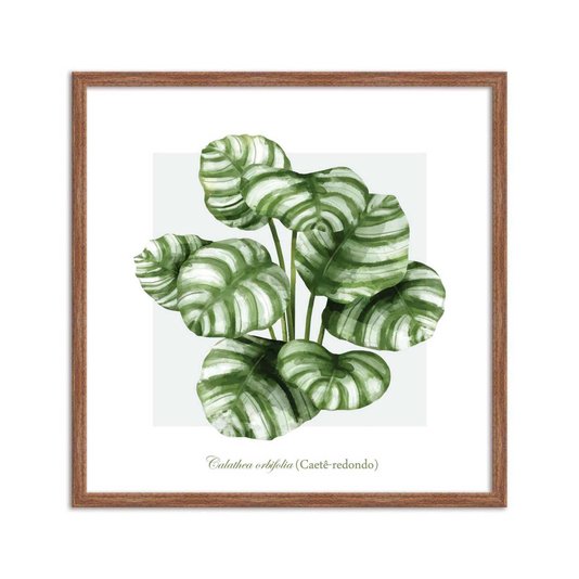 Quadro Decorativo de Folhagem Caetê-Redondo Q3169_1