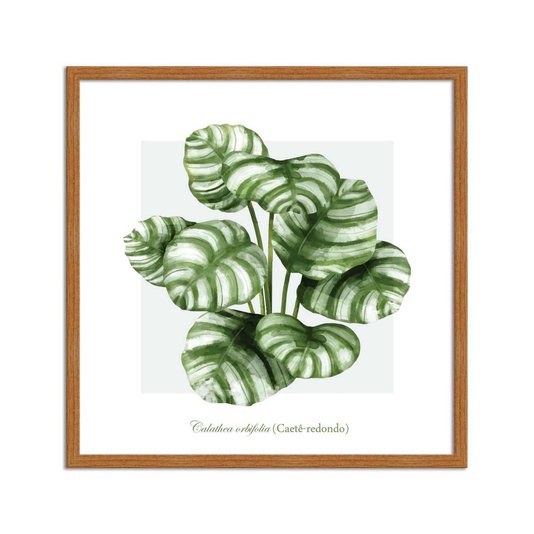 Quadro Decorativo de Folhagem Caetê-Redondo Q3169_1