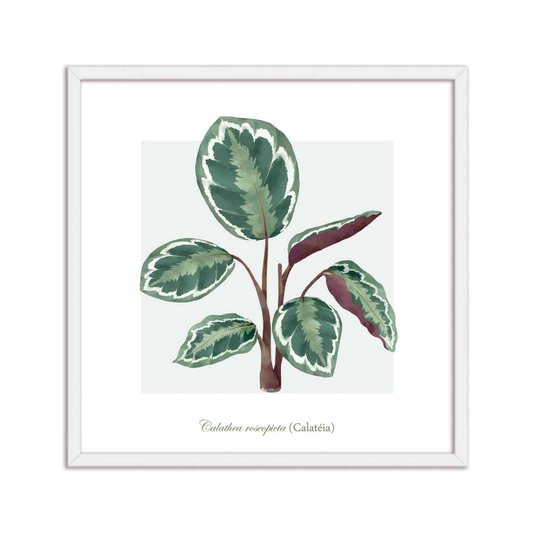Quadro Decorativo de Folhagem Calatéa Q3175_1