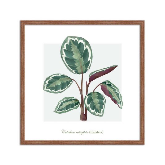 Quadro Decorativo de Folhagem Calatéa Q3175_1