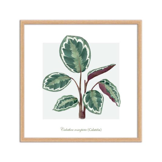 Quadro Decorativo de Folhagem Calatéa Q3175_1