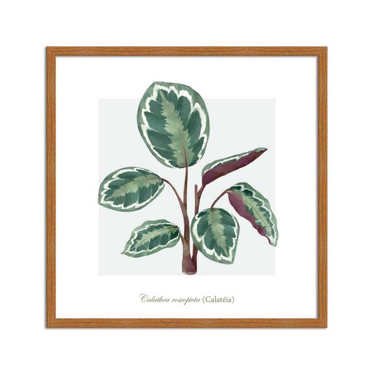 Quadro Decorativo de Folhagem Calatéa Q3175_1