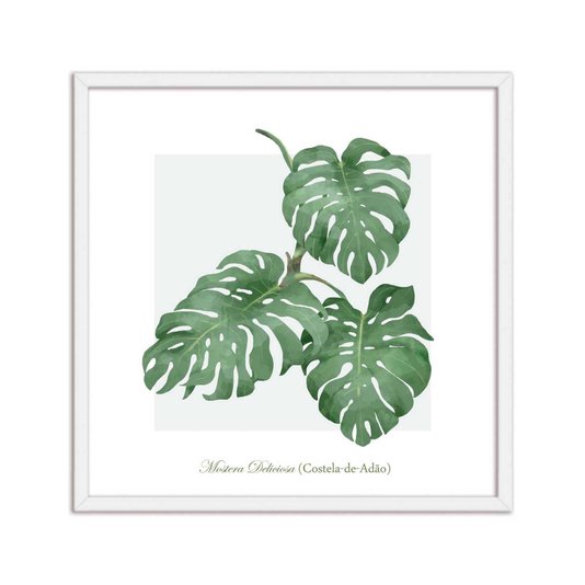 Quadro Decorativo de Folhagem Costela-de-Adão Q3174_1