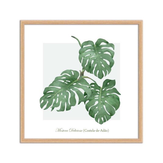 Quadro Decorativo de Folhagem Costela-de-Adão Q3174_1