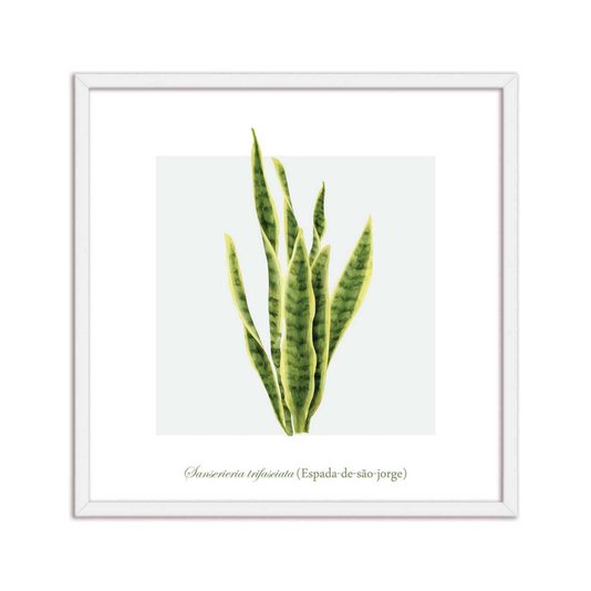 Quadro Decorativo de Folhagem Espada-de-são-jorge Q3170_1