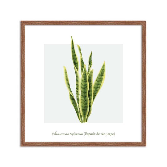 Quadro Decorativo de Folhagem Espada-de-são-jorge Q3170_1
