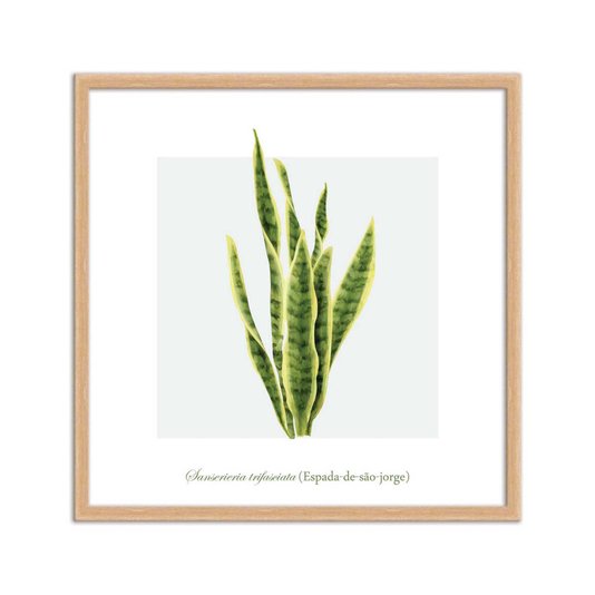 Quadro Decorativo de Folhagem Espada-de-são-jorge Q3170_1
