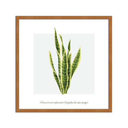 Quadro Decorativo de Folhagem Espada-de-são-jorge Q3170_1