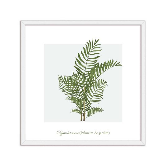 Quadro Decorativo de Folhagem Palmeira de jardim Q3173_1