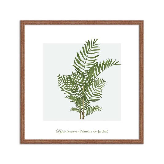 Quadro Decorativo de Folhagem Palmeira de jardim Q3173_1