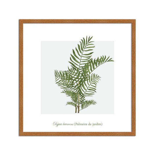 Quadro Decorativo de Folhagem Palmeira de jardim Q3173_1