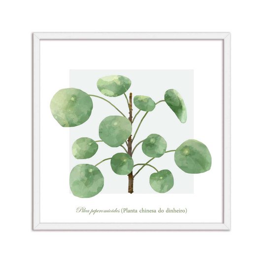Quadro Decorativo de Folhagem Planta Chinesa do Dinheiro Q3176_1