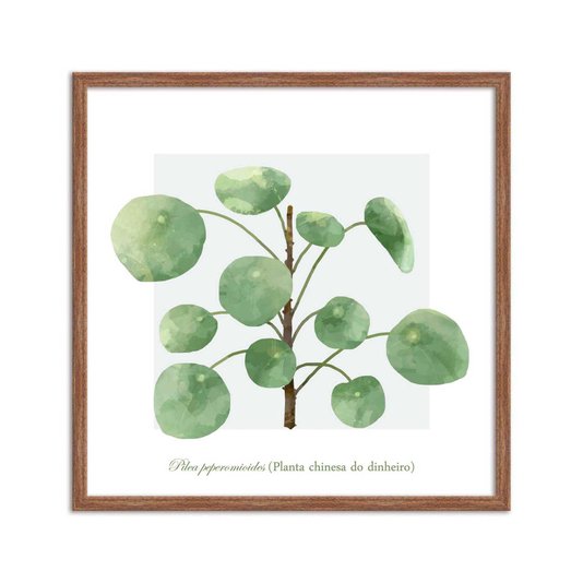 Quadro Decorativo de Folhagem Planta Chinesa do Dinheiro Q3176_1