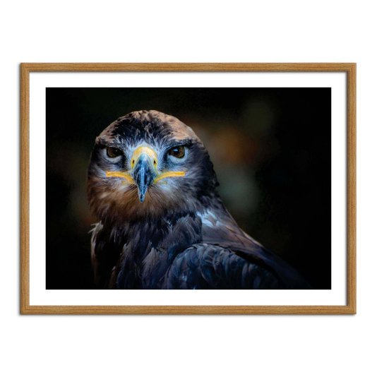 Quadro Decorativo Falcão