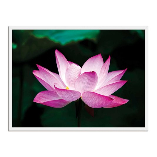 Quadro Decorativo Flor de Lótus